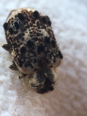 Trichodesma cristata