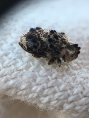 Trichodesma cristata