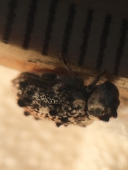 Trichodesma cristata