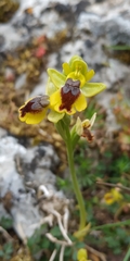 Ophrys lutea phryganae