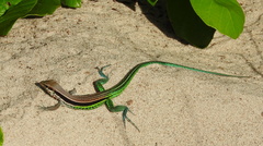 Glaucomastix abaetensis