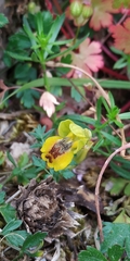 Ophrys lutea phryganae
