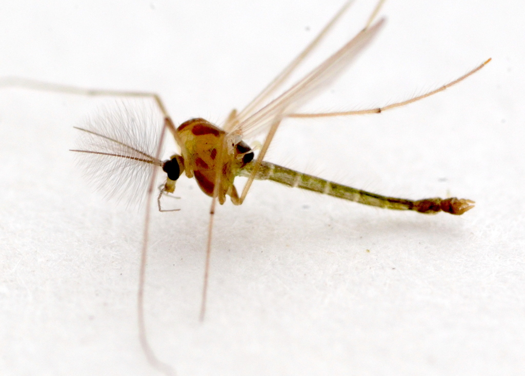 Micropsectra polita