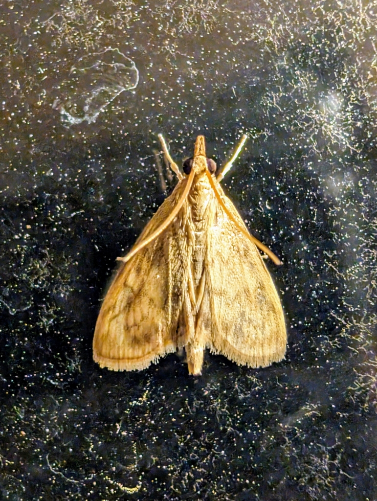 American Lotus Borer
