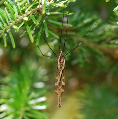 Tipula nuotrauka