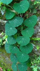 Stephania cephalantha