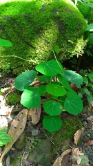 Stephania cephalantha