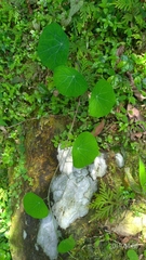 Stephania cephalantha