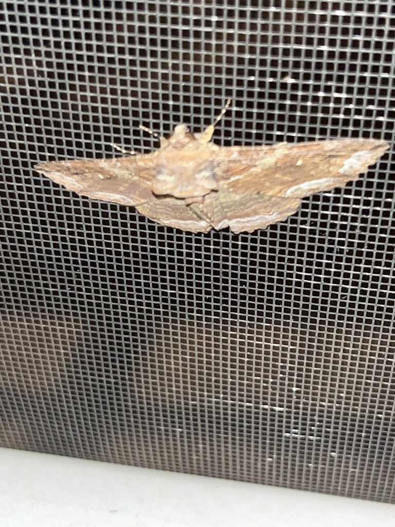 Lunate Zale Moth from Halsey Rd, Annapolis, MD, US on April 30, 2024 at 1033 PM by mroswell