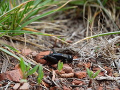 Melanogryllus desertus