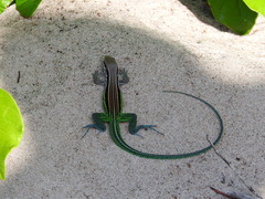 Glaucomastix abaetensis