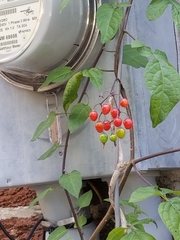 Solanum dulcamara