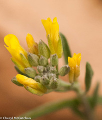 Physaria montana