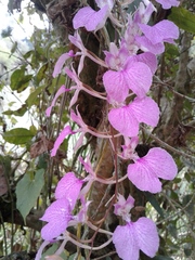 Comparettia macroplectron