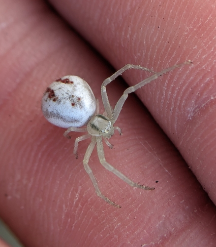 Swift Crab Spider