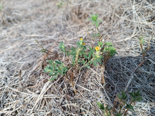 Stylosanthes sympodialis observed 2024-04-19