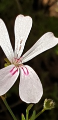 Pelargonium laevigatum
