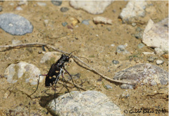 Calomera decemguttata