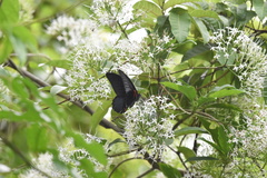 Pavetta hongkongensis