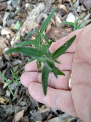 Carlowrightia parviflora