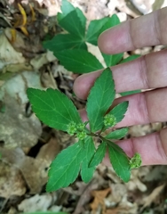 Sanicula smallii