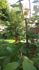 Prunus virginiana