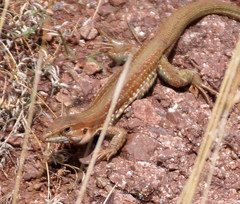 Aspidoscelis gularis colossus