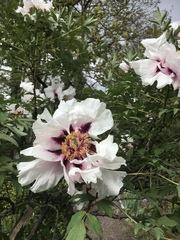 Paeonia × suffruticosa