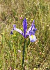 Iris xiphium