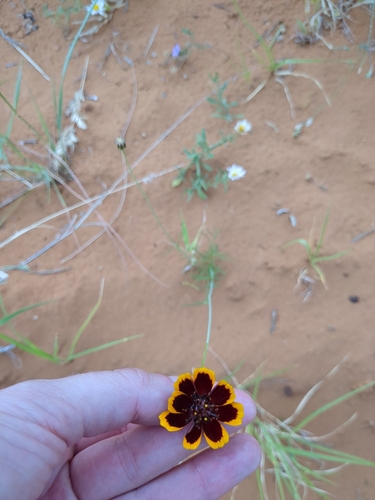 Image of Thelesperma burridgeanum by no rights reserved