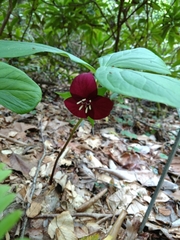 Trillium