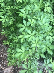 Eleutherococcus sieboldianus