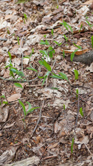 Polygonatum pubescens