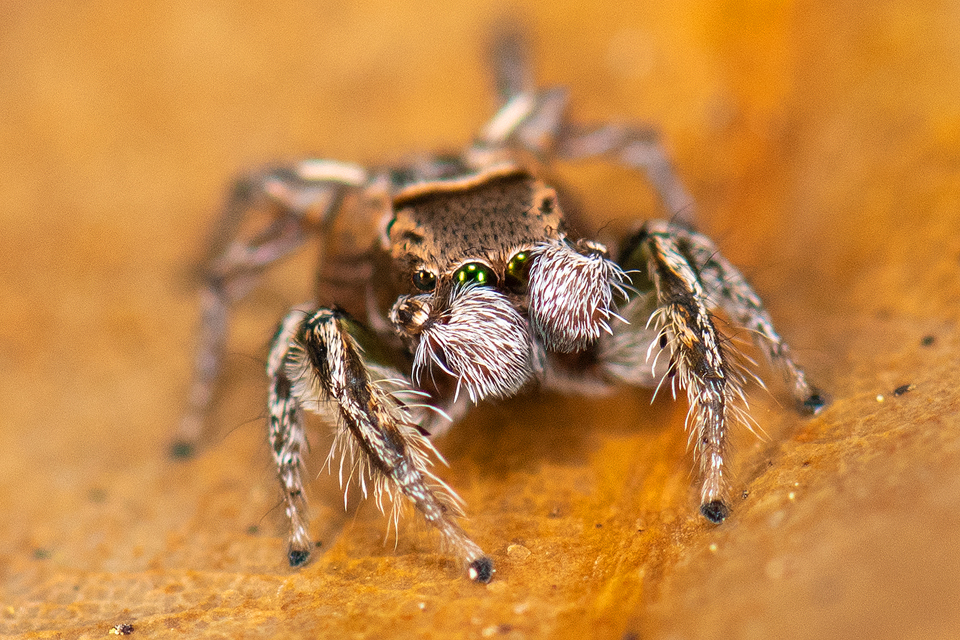 Habronattus viridipes