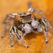 Green-legged Ornamented Jumping Spider - Photo (c) Marshal Hedin, some rights reserved (CC BY-NC-SA), uploaded by Marshal Hedin