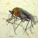 Aedes britteni - Photo (c) Stephen Fricker, algunos derechos reservados (CC BY-NC), subido por Stephen Fricker