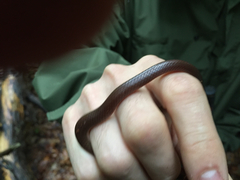 Carphophis amoenus amoenus
