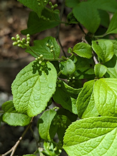 Sapphire-berry (Symplocos paniculata)
