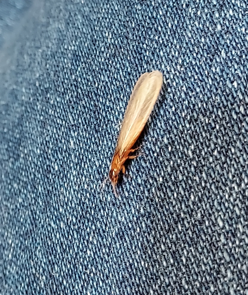 Formosan subterranean termite
