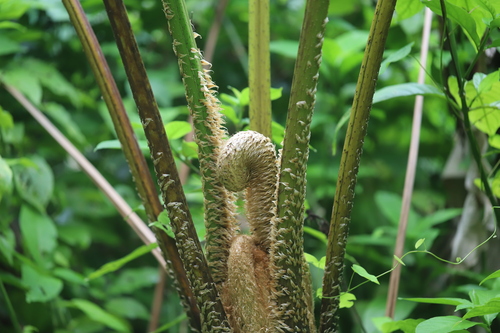 Image of Cyathea arborea by (c) Steven Bodzin, some rights reserved (CC BY)