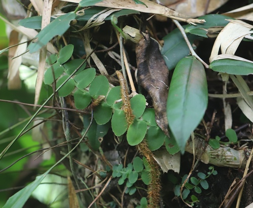 Bejuco de lira (Marcgravia rectiflora)