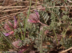 Astragalus shortianus