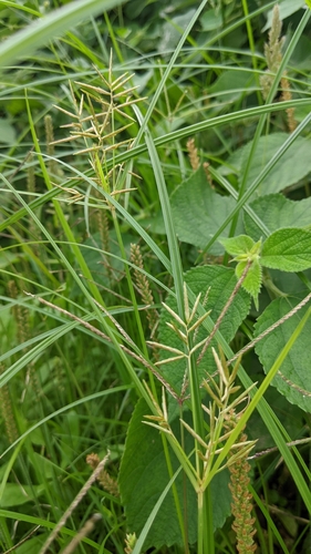 North Coast Purple Nutsedge (Cyperus tuberosus)
