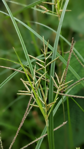 Image of Cyperus tuberosus by (c) 許文俊, some rights reserved (CC BY-SA)