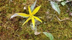 Erythronium rostratum