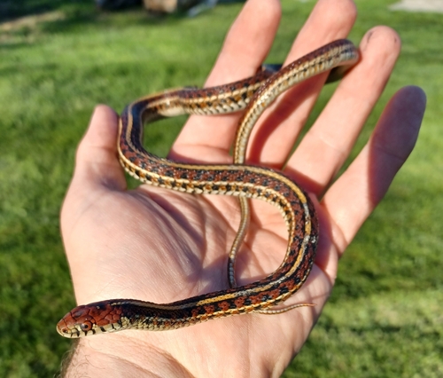 Plains Garter Snake photographed in Nebraska