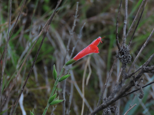Salvia oppositiflora, photograph 4
