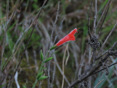 Salvia oppositiflora, photograph author not stated, no rights reserved