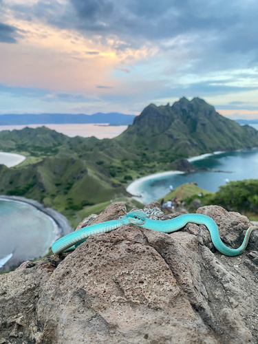 White-lipped Island Pitviper — seen at this dive site