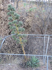 Agave desmettiana
